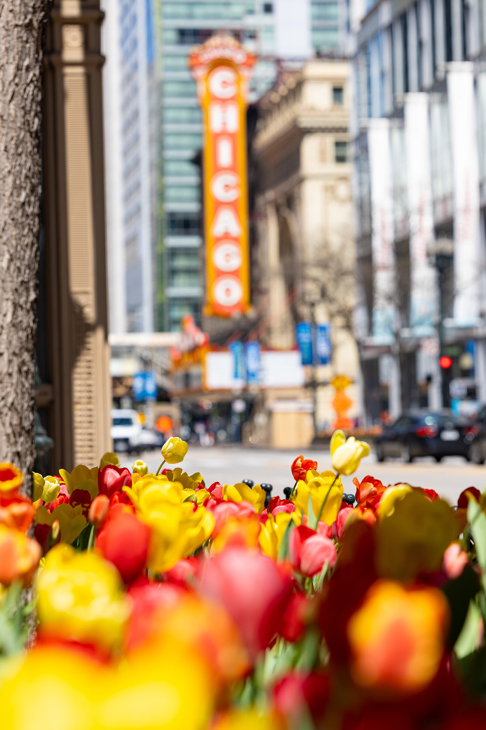 Chicago Loop in Fall; photo credit Vashon Jordan